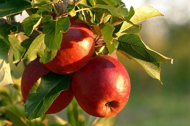 Apfel