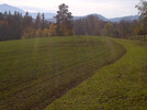 Aufgang Winterweizen | © meteonex.at