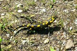 Salamander in Abwehr