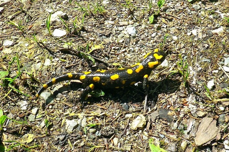 Salamander in Abwehr