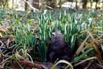 Schneeglöckchen vor Blüte,15.02.20. Kufstein