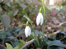 1. Schneeglöckchen 2008