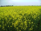Raps 26.04.2010 (1)