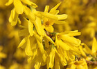 Forsythie / Bild: Josef Pflger