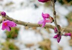 Seidelbast 03.03.16,