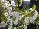 Kirschblüte Sorte Cordia