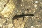 Junger Salamander