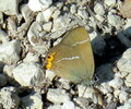 Kreuzdornzipfelfalter