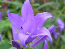 Eine Gartenschönheit 1.6.08