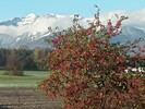 Zierapfel im November
