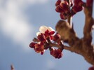 Marillenblüte 12-03-25