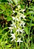 Zweiblättrige Waldhyazinthe
