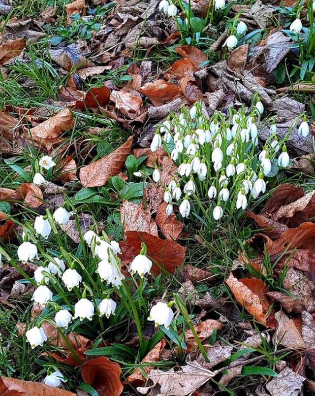 Weiße Glöckchen im Frühling