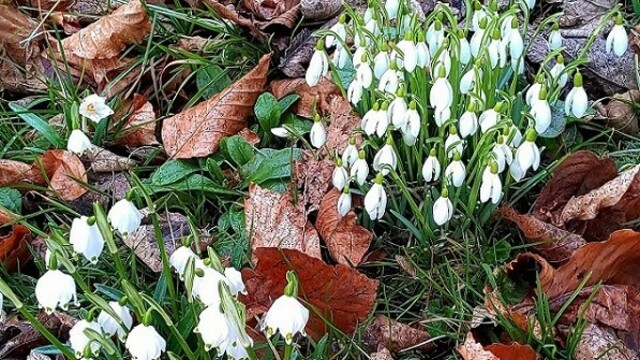 Weiße Glöckchen im Frühling