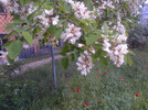 Blüte Robinie | © meteonex.at