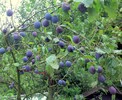 Zwetschkenreife 20.08.14