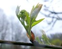 Eberesche Blattentfaltung 09.04.16