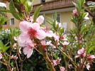 Pfirsichblüte