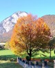 Rotbuche - Blattver.färbung,16.10.2019, Kufstein