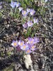 Krokus 2012 mit Biene am 3.3.