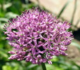 Allium giganteum 12.05.08