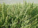 Ragweed und Große Brennnessel