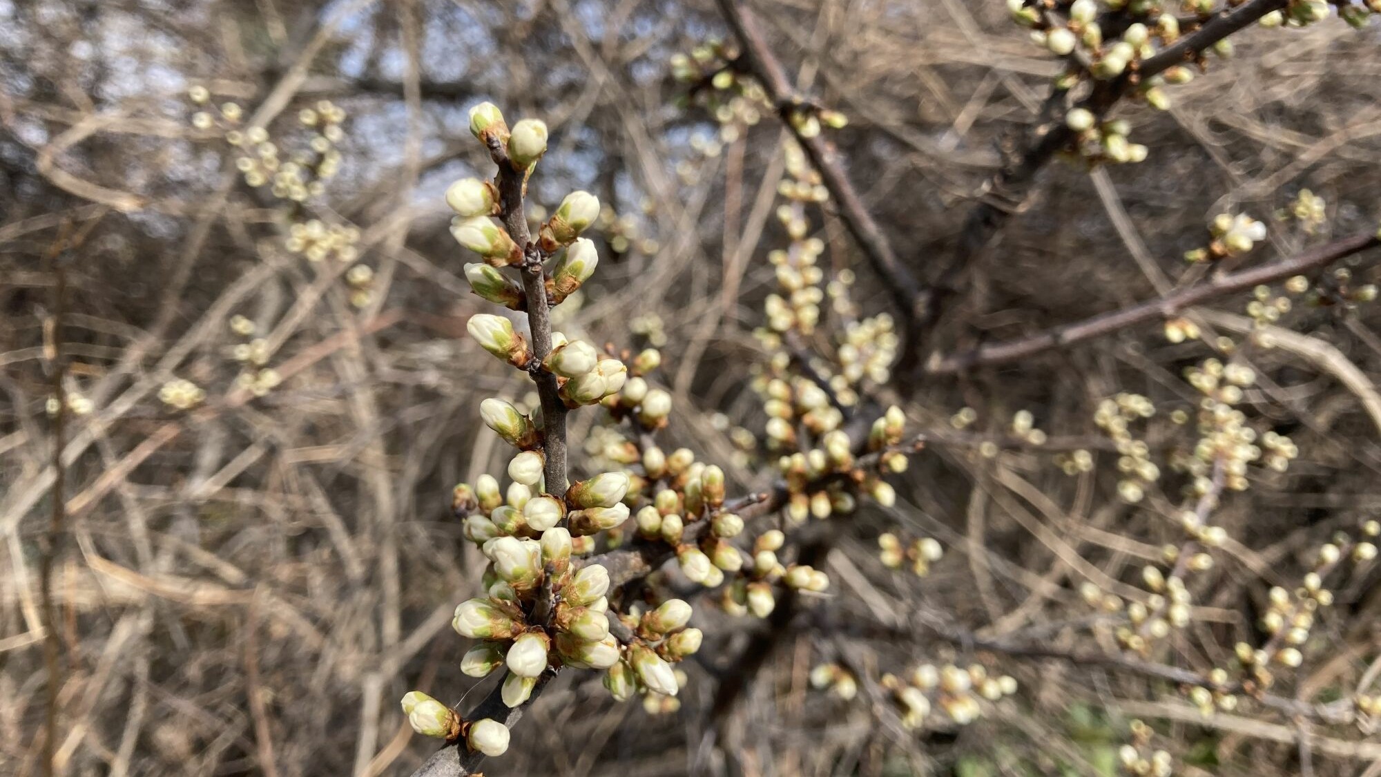 Blütenknospen der Schlehe (Prunus Spinosa)