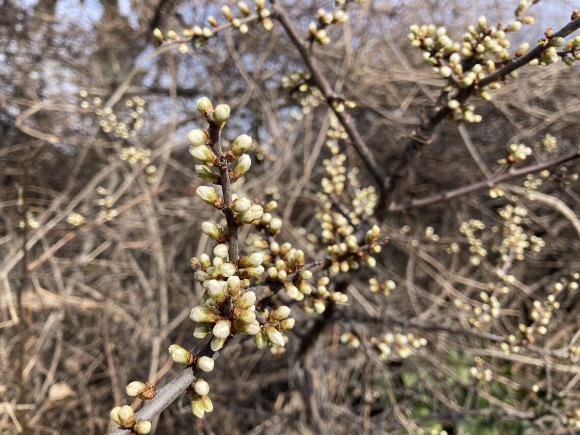Blütenknospen der Schlehe (Prunus Spinosa)