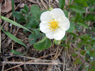 Walderdbeere (Fragaria vesca) blüht