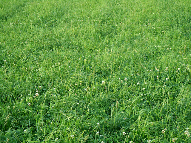 Naturschutz nach der Phänologie