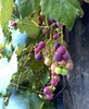 Weinreife "Umfärben"