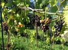 Muscat Traube