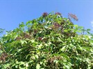 Hollunderbeeren