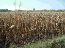 Mais Stängelbruch / Marchfeld