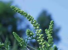Ragweed Blueten kurz vorm Öffnen