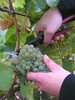 Weinernte in Klosterneuburg