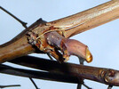 das Bluten der Weinrebe