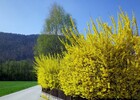 Forsythie 23.04.13 Endach-Kufstein