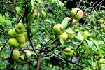 Wildapfel