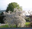 Apfelblüte, Idared April 2015