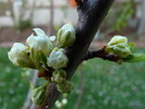 Zwetschke-Hanita-Blüte-080410-2