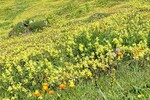 Klafterwiese mit Goldpipau,Walleralm Schwoich