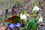 Frühlingsstimmung 11.03.18,Kufstein