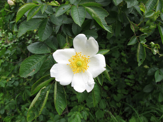 Hunds-Rose/Hecken-Rose