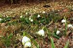 Frühlingsknotenblumenwiese,11.03.18 Kufstein,Maistall
