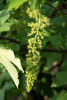 Bergahorn_Blütenstand_07052013