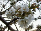Hedelfinger-Kirsche-Blüte-080410