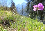 einsames Mehlprimel-Kaisertal