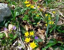 Sumpfdotterblume Kufstein 12,04.15