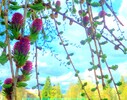 Lärchenblüte Kuftsein 18.04.15